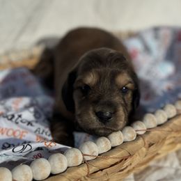 Dachshund Puppies from Victoria’s Dachshunds