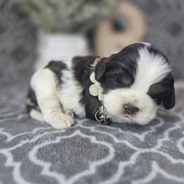 Piper - Liver and white female Shih Tzu puppy in Hartville, Missouri from Petty Paws