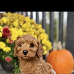 Basil - Red male Cavapoo puppy in Bozrah, Connecticut from Cedar Creek Farm