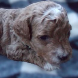 Isaac - Goldendoodle puppy from Shelby Doodles