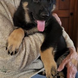 Belgian Malinois and German Shepherd Puppies from BlueStone