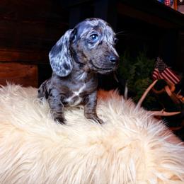 Perseus - Dapple male Dachshund puppy in Washburn, Tennessee from Clinch Mountain Dachshunds