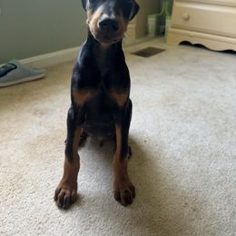 Baby - Black and rust male Doberman Pinscher puppy in Lake City, Florida from Crosspointe Canines; Home of Karmic Doberman Pinschers & Stellar Dutch Shepherds