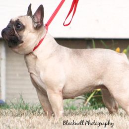 Daphne - Fawn and white female French Bulldog puppy in Vancouver, Washington from Leash Candy Frenchies