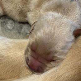 Boy 4 - Golden male Golden Retriever puppy in Oklahoma City, Oklahoma from Shire Springs Kennels