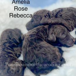 Female 2 - Brown female Poodle puppy in Greenville, North Carolina from Grace Poodles