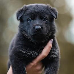 Destroya - Bi-color female German Shepherd puppy in Salem, Ohio from von den Kilöff Working German Shepherds