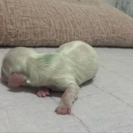 Ee Clear Cream longhair female - Cream female Dachshund puppy in Bethany, Connecticut from Mardox Dachshunds