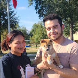 Shiba Inu Puppies from Fountains Courageous