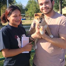 Shiba Inu Puppies from Fountains Courageous