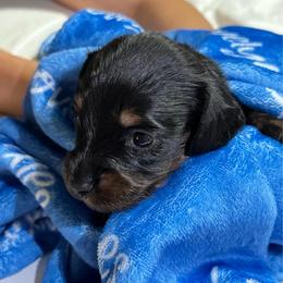 Mario - Brindle male Dachshund puppy in El Dorado, Arkansas from LovelylilDoxies