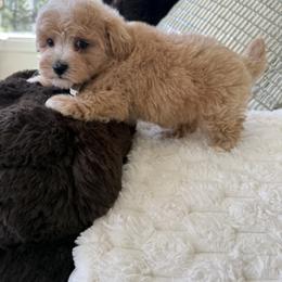 Miles - Red male Maltipoo puppy in Fredericktown, Missouri from Doodle Pups Fur-Ever