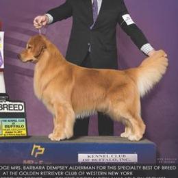 Max - Golden Retriever