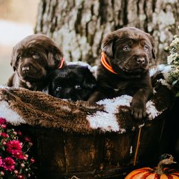 Labrador Retrievers and Miniature Schnauzers from J Bar B Kennels
