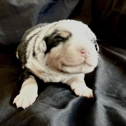 Alice - Blue merle female Australian Shepherd puppy in Atkinson, Illinois from Diamond Ridge Aussies
