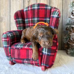 August (choc sable) - Sable male Bernedoodle puppy in Wamego, Kansas from Doodles of Oz