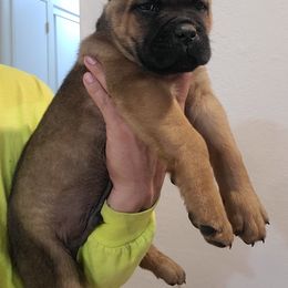 Cane Corso Puppies from JSM Corsos