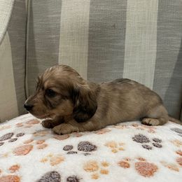 Bert - Dapple male Dachshund puppy in Temple, Texas from Brit’s Doxie Crossing