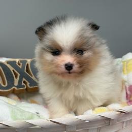 Harry - Blue merle male Pomeranian puppy in Newark, Ohio from Keeperofstars Pomeranians