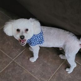 Nispey - Maltipoo