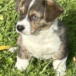 American Corgi Puppies from Patriot American Corgi