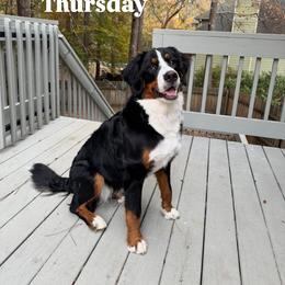 Bernese Mountain Dog All Grown Up from Timeless Cottage Homestead Bernese