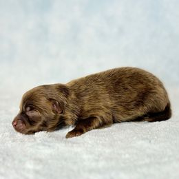 Chocolate AKC BOY - Chocolate male Pomeranian puppy in Princeton, New Jersey from PureLove Poms.