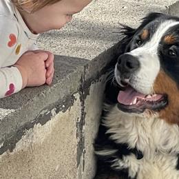 Aussiedoodles and Sheepadoodles from Draper Mountain Doodles