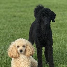 Poodles from Charlotte & Co. Miniature Poodles
