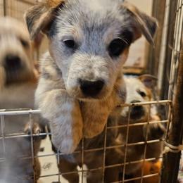 Charlie - Blue speckled male Australian Cattle Dog puppy in Sneedville, Tennessee from JoAnn's Australian Cattle Dogs