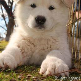 Alaskan Malamute Puppies from Ghost Dance Alaskan Malamutes