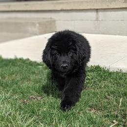 Ruger - Black male Newfoundland puppy in Sugarcreek, Ohio from Wrinkles Rare Newfoundlands