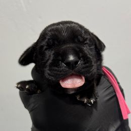 Black Female 1 - Black female Cane Corso puppy in Cashion, Oklahoma from APEXOK Cane Corsos LLC