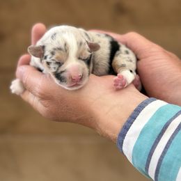 Marion - Blue merle and white female American Corgi puppy in Bayard, Nebraska from Puppies by Alies