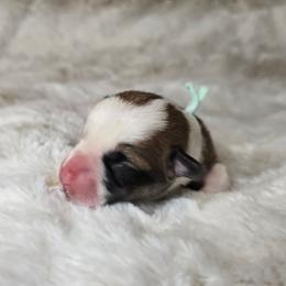 Titus - Red male Pembroke Welsh Corgi puppy in Lake Elsinore, California from Rose Petal Corgis