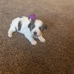 Girl 5 - Parti female Double Doodle puppy in Junction, Utah from Sugar Doodles