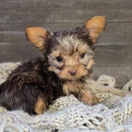 Dolce- Daisy - Chocolate and tan female Yorkshire Terrier puppy in Mountain Grove, Missouri from Precious Puppies