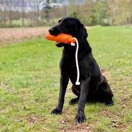Labrador Retrievers from Tumbling Run Labradors