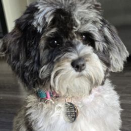 Cavapoos and Cavapoochons from Cavapoochon Central