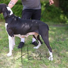 Diana - Great Dane