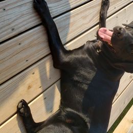 Ezra - Labrador Retriever