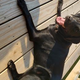Ezra - Labrador Retriever