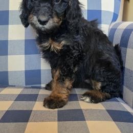 Abby - Phantom female Bernedoodle puppy in Galt, Missouri from Only Doodles!