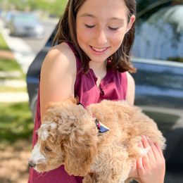 Bernedoodle, Goldendoodle, and Poodle Puppies from Teddy Doodles & Standard Poodles