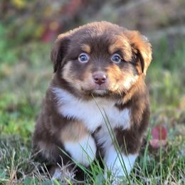 KM.RTF1 - female Miniature Australian Shepherd puppy in Deer Lodge, Tennessee from KSH Aussie Haven