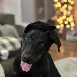 Beauceron and Doberman Pinscher Puppies from Elitehaus