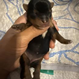 Echo - Black and tan female Yorkshire Terrier puppy in Aurora, Colorado from Lavish Yorkies