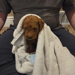 Cocoa - Red  male Goldendoodle puppy in Layton, Utah from Lauralyn's Goldendoodles