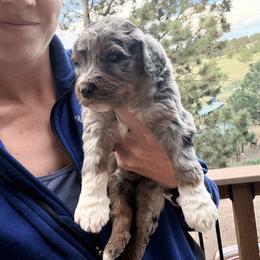 Aussiedoodle and Sarplaninac Puppies from Pesky Redneck Mini Ranch