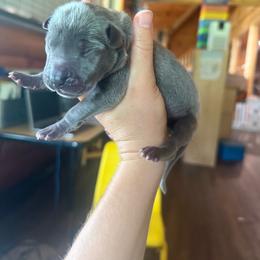 Dark blue collar - Blue male Great Dane puppy in Corsica, Pennsylvania from Ferguson Family Danes LLC